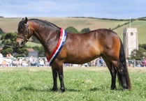 Dartmoor Pony owned by Kingsbridge resident named Supreme Champion at Totnes Show