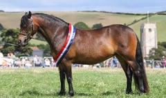 Dartmoor Pony owned by Kingsbridge resident named Supreme Champion at Totnes Show