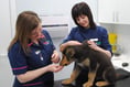 Microchipping law comes into force TODAY