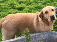 Lost dog near Moreleigh - please share