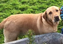 Lost dog near Moreleigh - please share