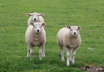 Twenty lambs stolen from South Pool