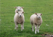 Twenty lambs stolen from South Pool