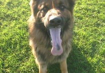 Police dog Yogi tracks down suspect after string of incidents across the area since Thursday