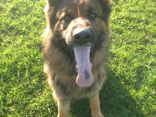 Police dog Yogi tracks down suspect after string of incidents across the area since Thursday