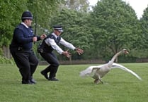 Kingsbridge Police officers called to a swan and a cow in two days