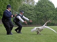 Kingsbridge Police officers called to a swan and a cow in two days