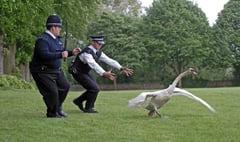 Kingsbridge Police officers called to a swan and a cow in two days