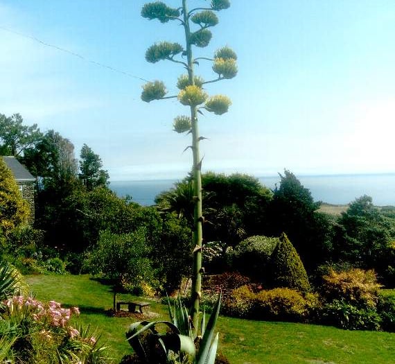 A rare plant is in flower in the South Hams