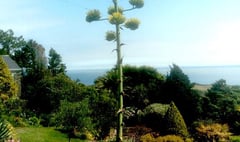 A rare plant is in flower in the South Hams