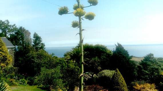 A rare plant is in flower in the South Hams 
