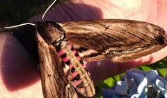 VIDEO: Beautiful caterpillar becomes beautiful moth