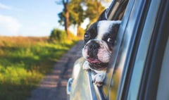 Man rescues overheated dog out of car