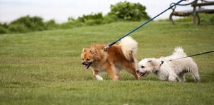 South Hams District Council cracks down on irresponsible dog owners