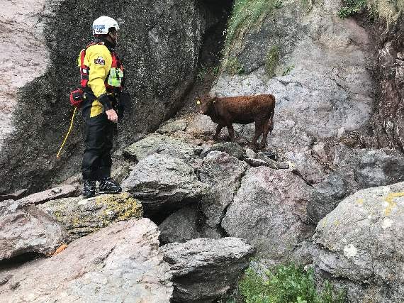 Cow trapped at bottom of cliff rescued
