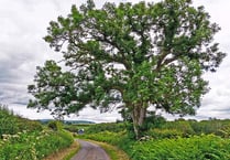Deadly fungus could decimate Devon's trees