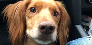 Dartmouth dog that vanished from back of truck found safe and well near M5