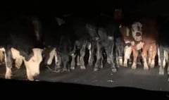 Brixton bulldozers: Huge herd of cows crush woman’s car
