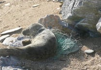 Distressed seal pup entangled in fishing net cut free by volunteers