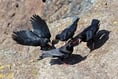 Choughs spotted in South Hams