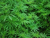 Crediton cannabis grower found guilty of money laundering