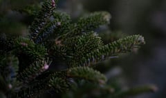 Where and how to dispose of those old Christmas trees