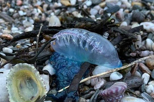 Poisonous Portuguese Man O'War found on South Hams Beaches