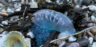 Poisonous Portuguese Man O'War found on South Hams Beaches