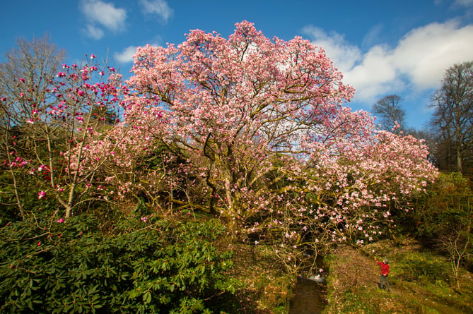 Lorna Howell walks past a huge blooming magnolia at the Lukesland Gardens in Devon. See SWNS story SWPLmagnolia. These stunning pictures show Britain's biggest magnolia tree which achieved its biggest bloom - thanks to a mild Spring. The Magnolia campbellii has the largest spread of any of its kind in the country - and last produced flowers in 2017. Located in Lukesland Gardens in Devon it is not the tallest magnolia in Britain - but is the widest. It was last measured five years ago and had a spread of 28 metres - but the garden's owners the Howells say it is now even bigger.  