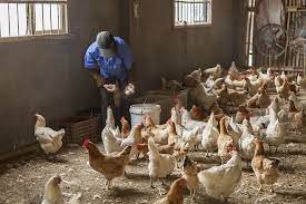 Chickens
