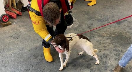 A dog was rescued after falling over a cliff edge in Devon on Sunday. Dartmouth Coastguard Rescue Team was called to Shinglehill Cove near Dartmouth at 11:00 BST after a dog called Bella fell over the edge of the cliff.See SWNS story SWPLcliff.