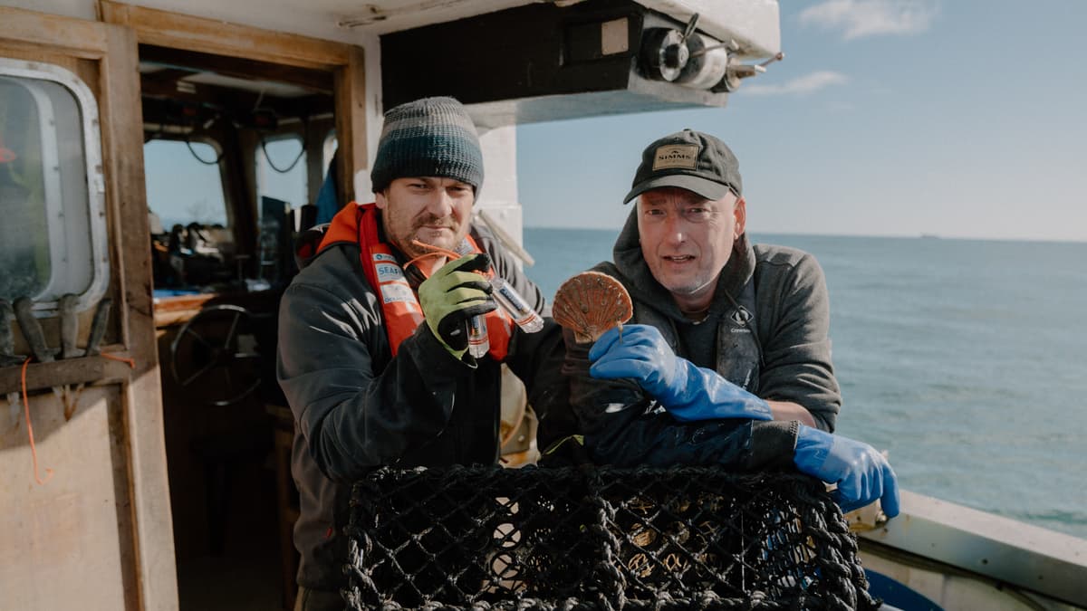 Scallops love ‘disco’ lights find leads to new fishing technique