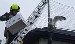 Householders warned after spate of seagull rescues