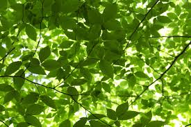 Branches