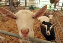 Our live coverage of Devon County Show 2022