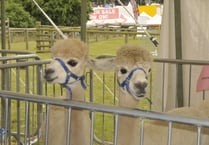 Alpacas aplenty at county show courtesy of Lakemoor 