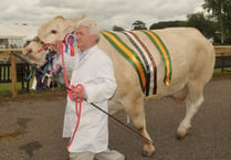 Prize winning cattle strut their stuff 