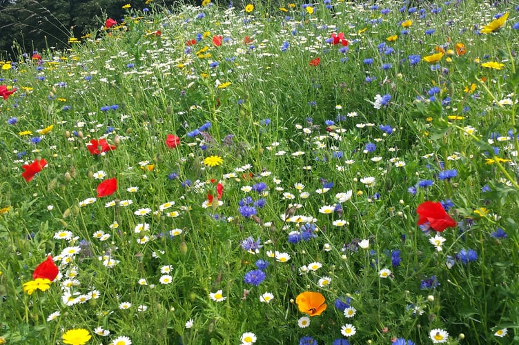 Wild flowers