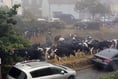 ‘Udder’ Chaos caused by cows moo-ving through village 