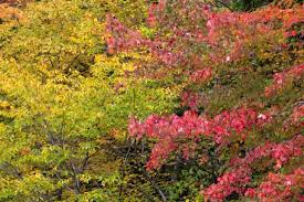 Wander around a lovely garden and help local charity