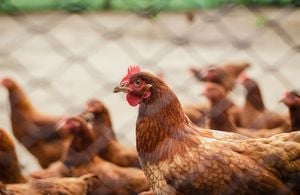 Chickens