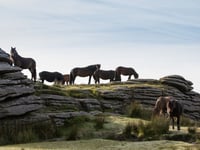 Could you help look after Dartmoor’s beautiful wild ponies? 