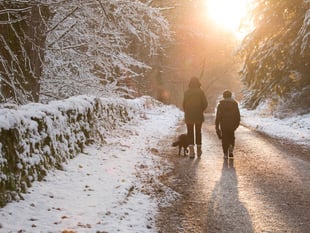 Enjoy a wintry wood walk this Christmas