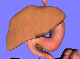 Liver