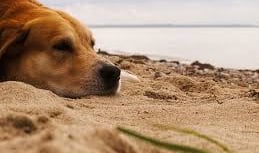 Dog owners warned about palm oil danger