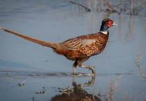 Pheasants now outnumber native birds