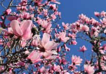 National Trust launches its annual blossom campaign