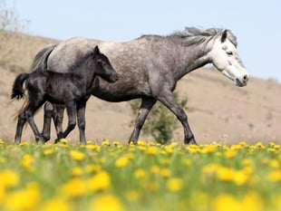 Campaigners welcome 'reprieve' for moorland ponies
