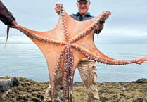 Giant octopus measuring 7ft pulled from South Devon waters 