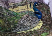Houdini the peacock returns home